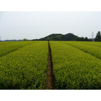 Teefeld in biologischer Bewirtschaftung